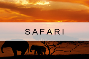 African Safari's safari
