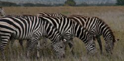 Botswana''s Timeless Wilderness 2015