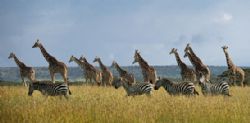 The Micato Grand Safari 2015